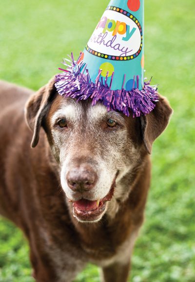 02 Dog Birthday Hat