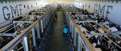 Dairy Farm Milking Cows