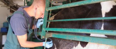 Jared Lyzenga Checking Cow