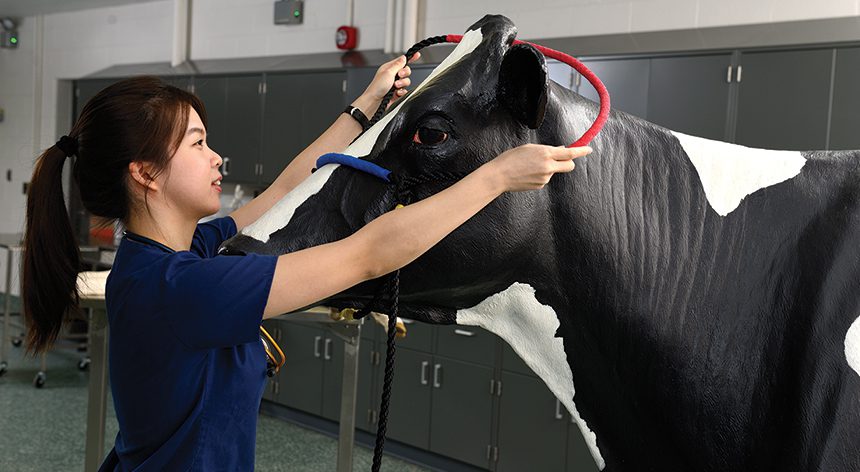 02 Vet Tech With Cow Dummy