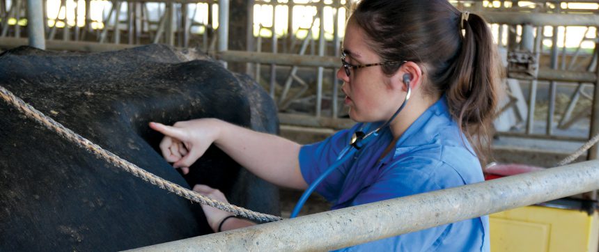 Checking Cow