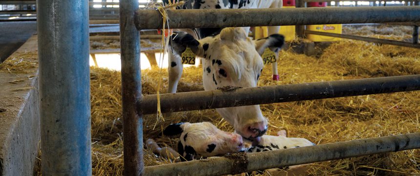 Cow With Calf