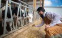 For Happier Healthier Cows 16
