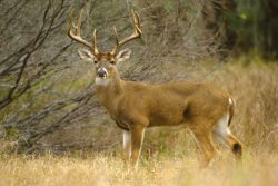 Michigan Deer