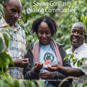 Cover Art Gorillas