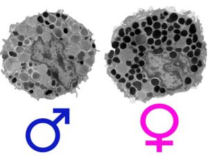 Male Vs Female Mast Cells