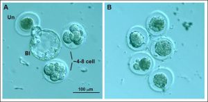 Cells Diagram