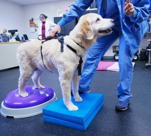 Golden retriever hip dysplasia treatment sale