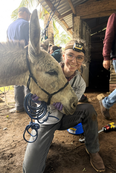 Cute Donkey Photo Web