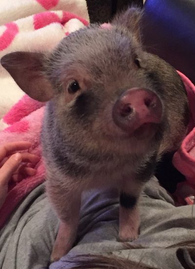 Cute Pig