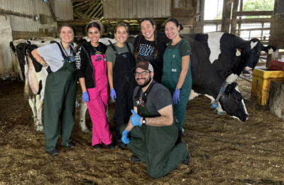 Group With Cows