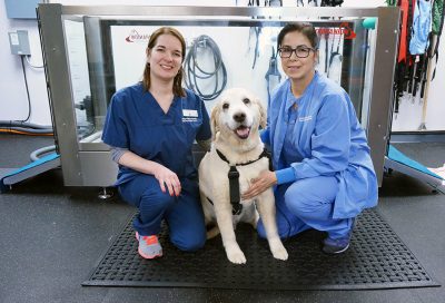 golden retriever dysplasia