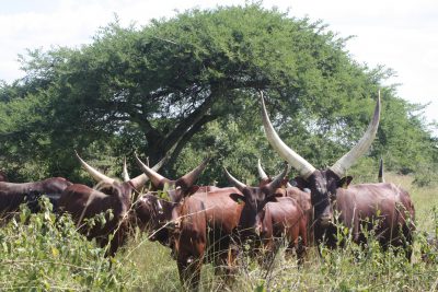 uganda-cows