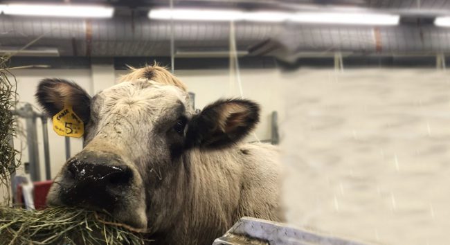 Jersey Cow - Potawatomi Zoo