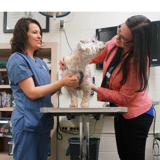 Case Study: Don't Turn a Blind Eye to Seizures | College of Veterinary ...