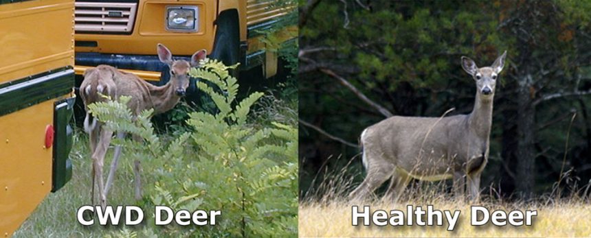 CWDdeer-healthydeercomparison