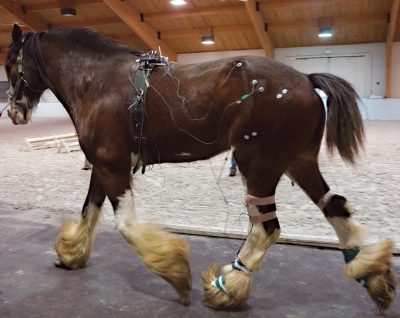 Horse Walking In Mcphail Lab