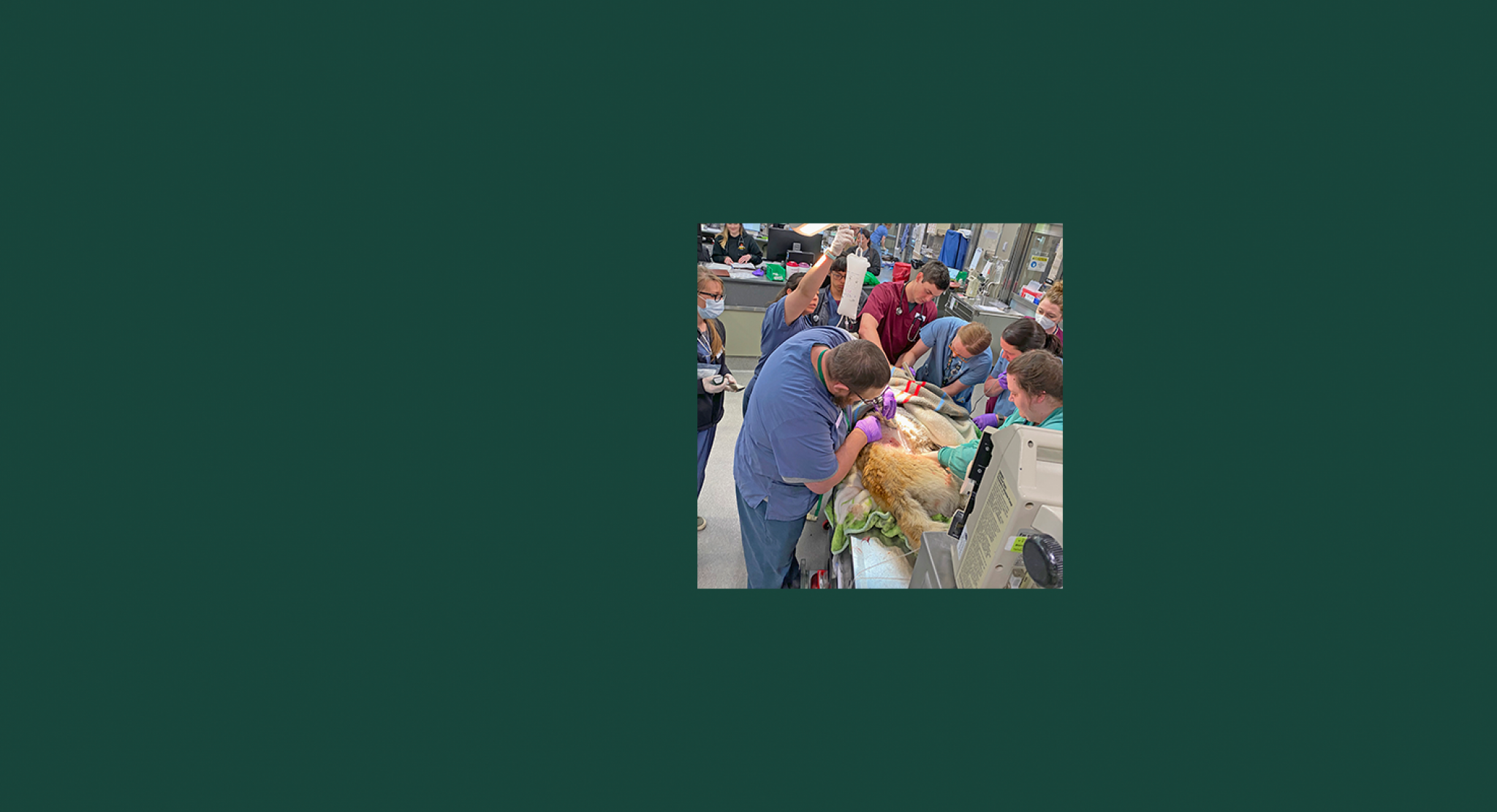 VMC Homepage | College of Veterinary Medicine at MSU VMC Homepage | College of Veterinary Medicine at MSU