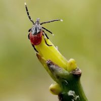 Blacklegged Female Photo By Graham Hickling