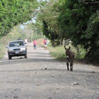 Donkey In The Road