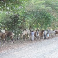 Horses On The Road