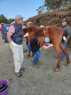 Mec Standing Castration