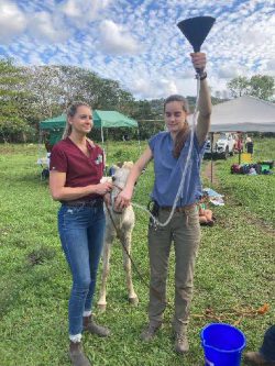 Students And Foal