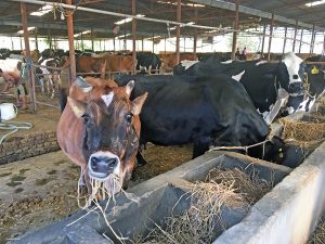 Dairy Farm Cows Web