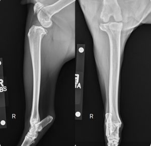 Elsa Radiographs Use