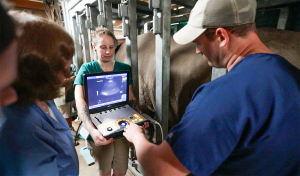 Rhino Ultrasound