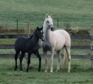 Rouby And Foal