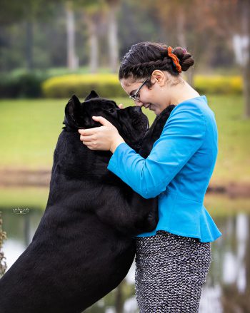 are cane corsos born with a long tail