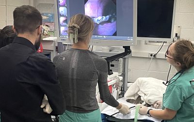 Snapping Turtle Endoscopy Web