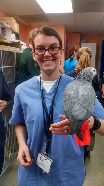 Africa The Gray Parrot