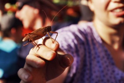 Bug On Hand