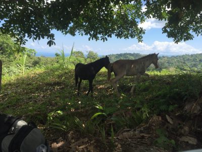 Horses Running