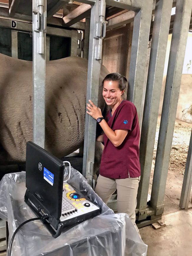 Doppsee, the Rhino That’s Changing Veterinary Medical Education at MSU