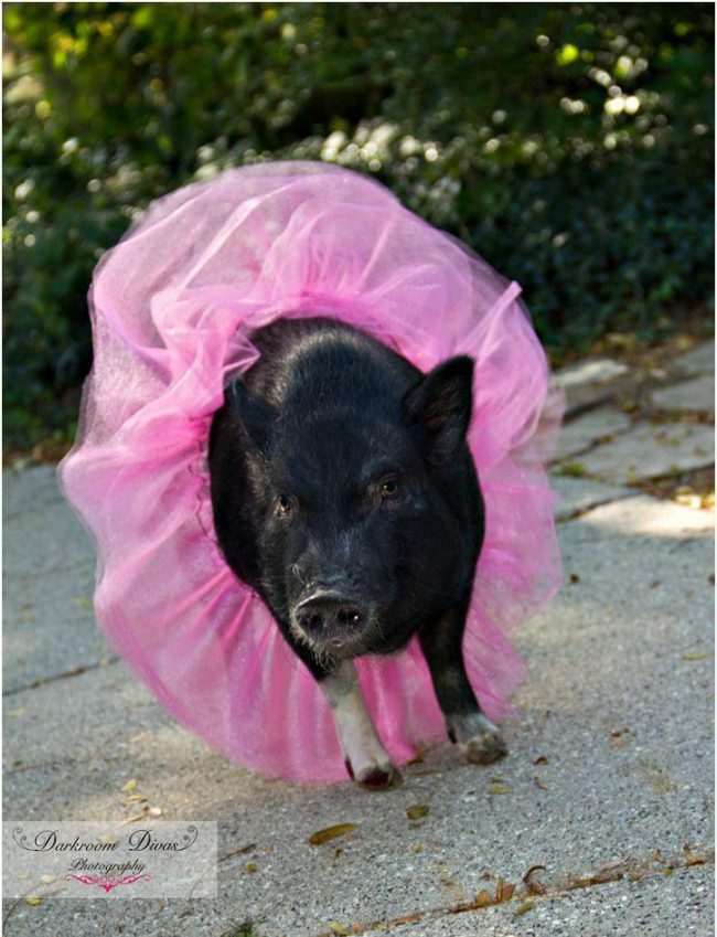 Violet, the Pot-Bellied Pig, Lives On: MSU Theriogenology Service Funds ...