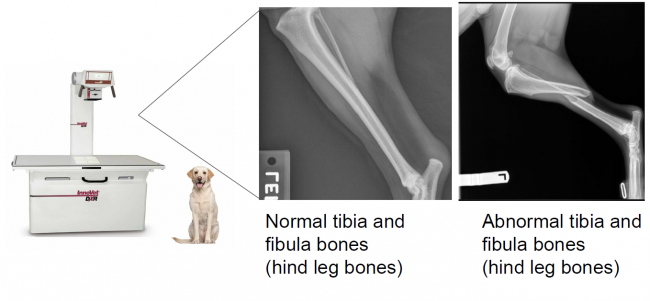 Comet At The Vet Radiographs