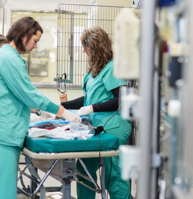 24/7/365 A Day at the Veterinary Trauma Center College of Veterinary