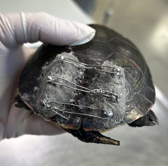 Turtle Shell Sprayed A Shell-Shocking Coincidence | College of Veterinary Medicine at MSU