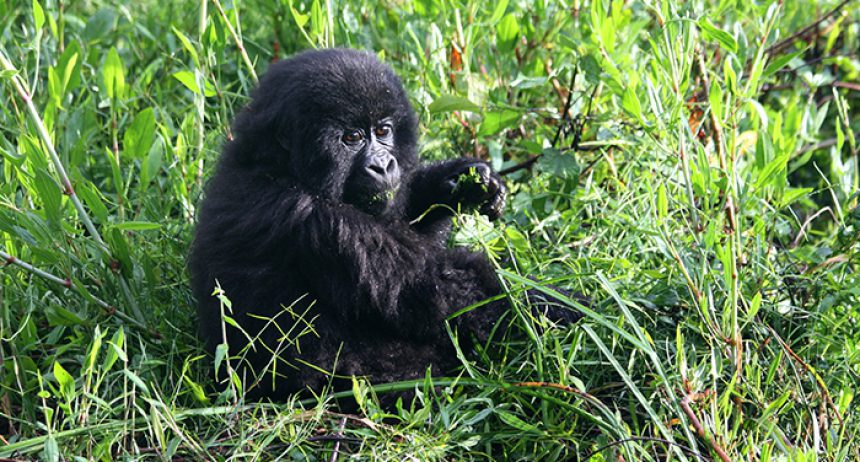 Baby Gorilla Cropped2