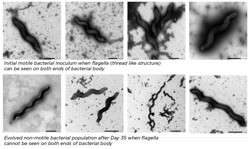 Campylobacter Blog Top Image