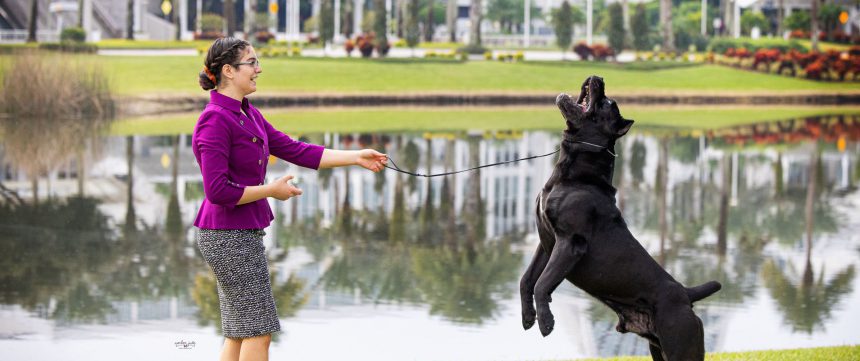 Royal the Cane Corso: Blood Donor Extraordinaire