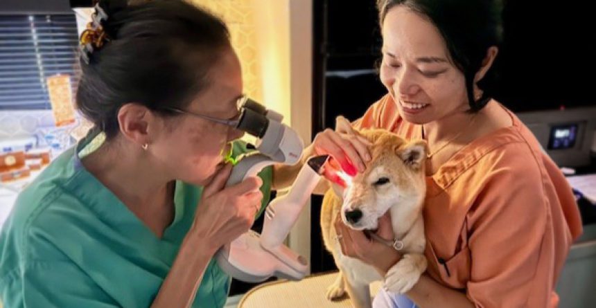 Shiba Exams 4 Web Banner Size