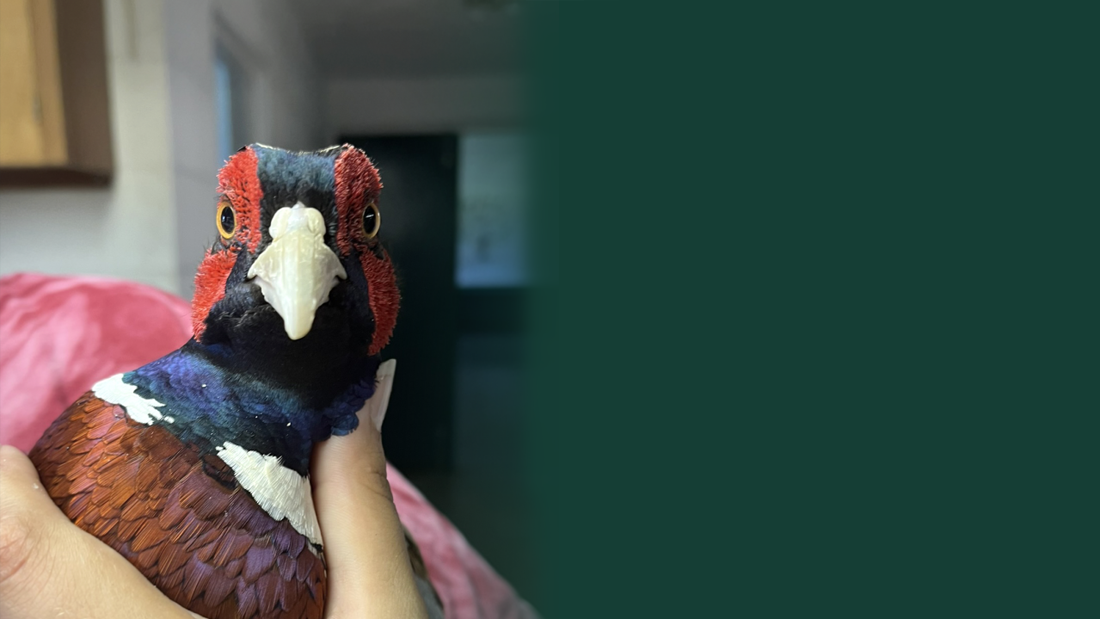 Bird Hero