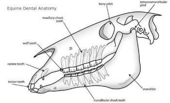 Equine Dental Anatomy