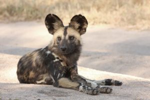 African Painted Dog