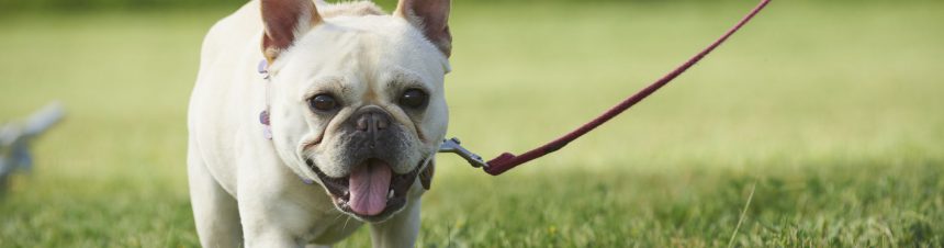 happy dog in field