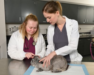 Prerequisites | College of Veterinary Medicine at MSU